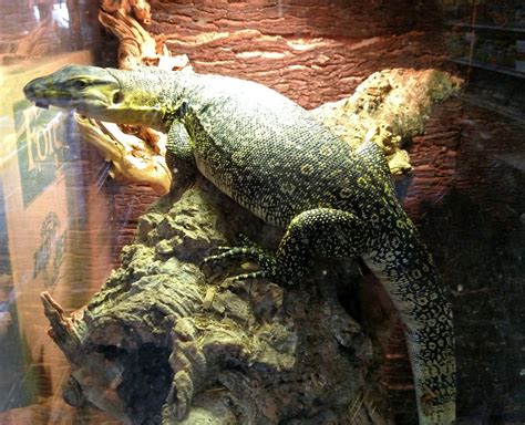 Predators reptile center - Such a diva年 —————————————————— Follow for more reptile reels! —————————————————— #lizard # ...